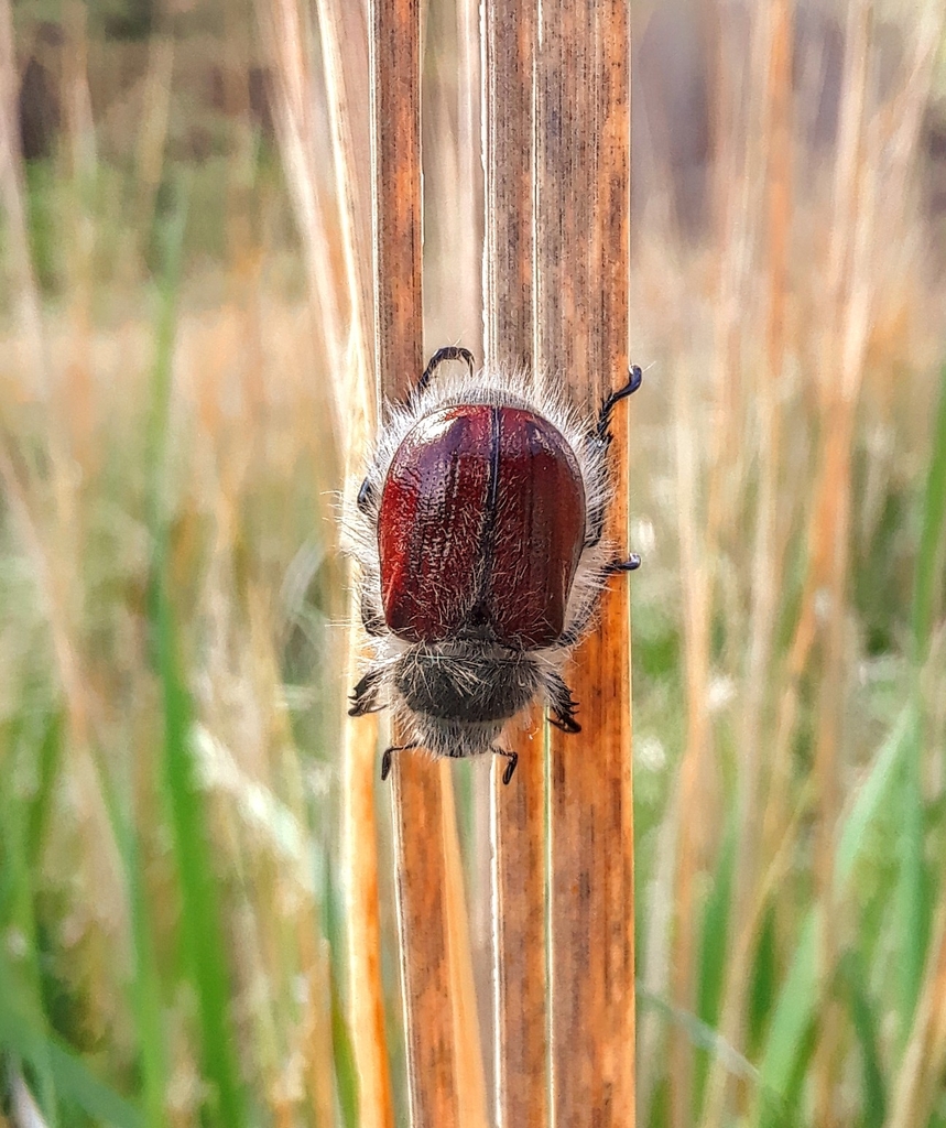 Hairy Bear Scarab Beetle