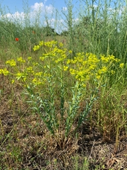 Euphorbia seguieriana