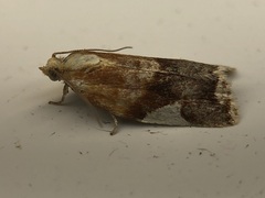 Clepsis persicana