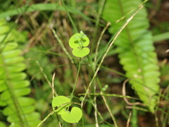 Drymaria villosa
