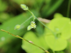 Drymaria villosa