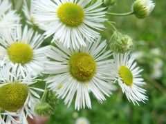 Erigeron annuus