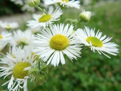 Erigeron annuus