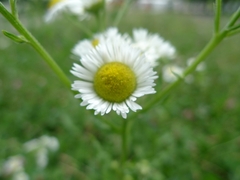 Erigeron annuus
