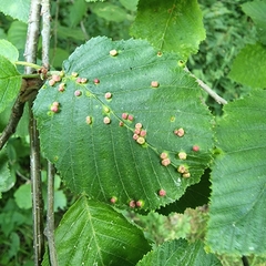 Eriophyes alniincanae