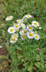 Erigeron annuus