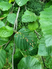 Eriophyes alniincanae