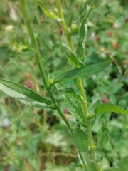 Erigeron annuus