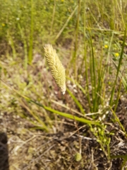 Phleum arenarium