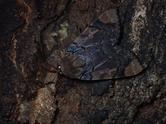 Arcte coerula