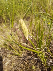 Phleum arenarium
