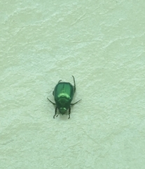 Anomala russiventris