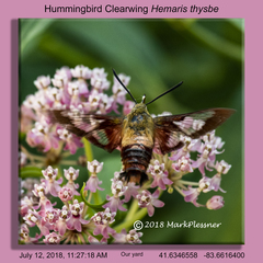 Hemaris thysbe