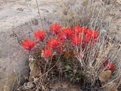 Castilleja scabrida scabrida