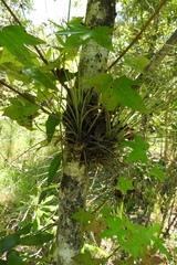 Tillandsia simulata