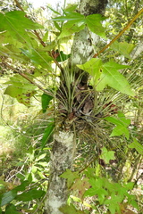 Tillandsia simulata