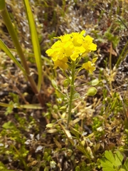 Alyssum montanum