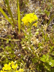 Alyssum montanum