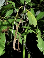 Maculonecroscia shukayi