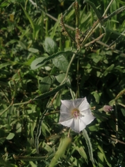 Convolvulus equitans equitans