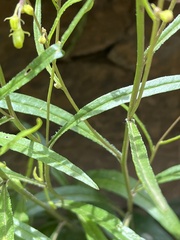 Senecio pudicus