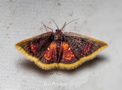 Chrysocraspeda sanguinea