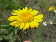 Cota tinctoria