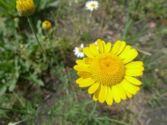 Cota tinctoria