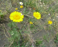 Cota tinctoria