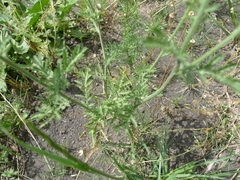 Cota tinctoria