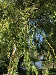 Salix × pendulina