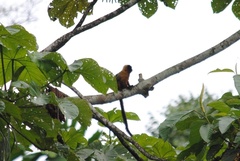 Saguinus tripartitus