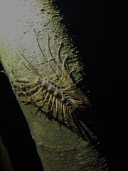 Thereuopoda clunifera