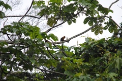 Saguinus tripartitus