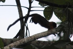 Saguinus tripartitus