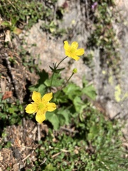 Ranunculus montanus