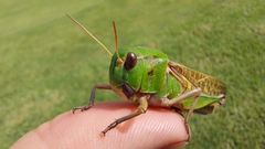 Locusta migratoria migratoria