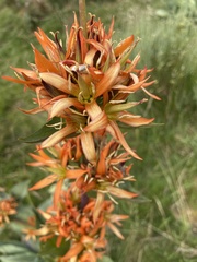 Gentiana lutea aurantiaca