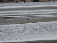 Chroicocephalus maculipennis