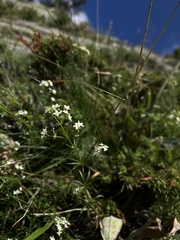 Galium anisophyllon