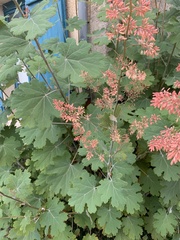 Macleaya