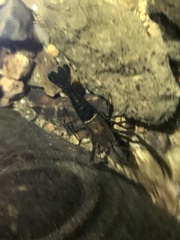 Macrobrachium laevis