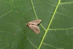 Bijugis bombycella