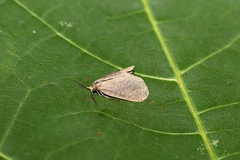 Bijugis bombycella