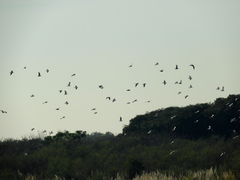 Chroicocephalus maculipennis