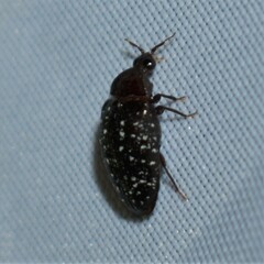 Chelonarium lecontei
