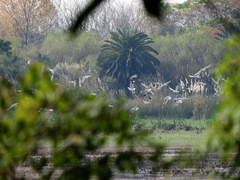 Chroicocephalus maculipennis