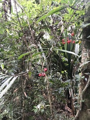 Campylospermum dependens