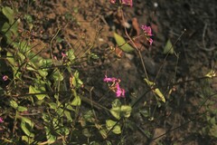 Commicarpus pentandrus