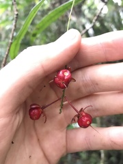 Campylospermum dependens